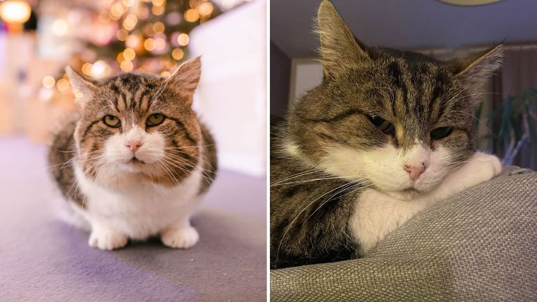 Découvrez de nouvelles photos de Spatule, le chat du cube de Viva for Life 2023