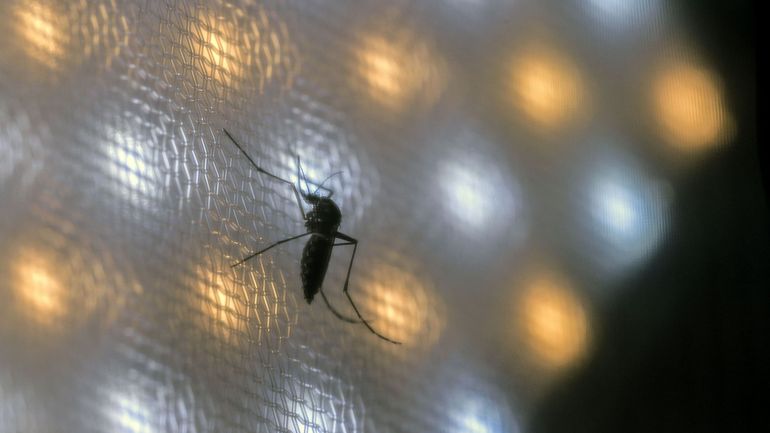 Pays-Bas : quatre nouvelles personnes décédées des suites du virus du Nil occidental