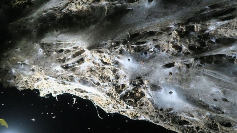 Grèce: découverte d'une toile géante avec 111.000 araignées dans une grotte