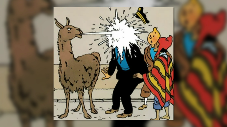 Quand le Lama n'est pas content, cela reste toujours surprenant!