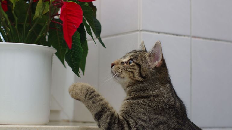 Toxicité du Poinsettia : que faire si votre animal de compagnie a mangé votre "étoile de Noël" ?