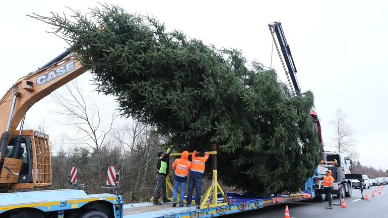 Le sapin de Noël du palais royal a été coupé à Malmedy