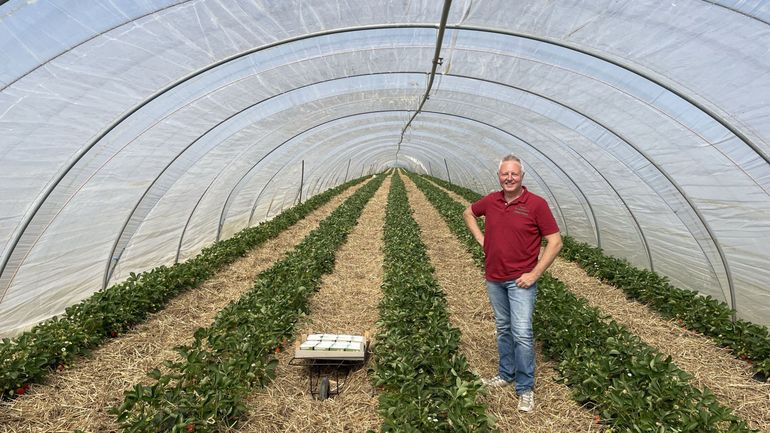 La saison des fraises a démarré ce week-end dans le Hainaut