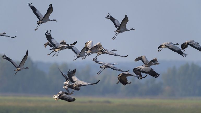Migration printanière : les grues cendrées et cigognes blanches sont de retour chez nous