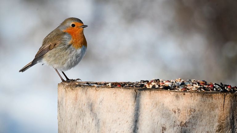 Pourquoi le rougegorge est l'un des oiseaux les plus fascinants de nos jardins?