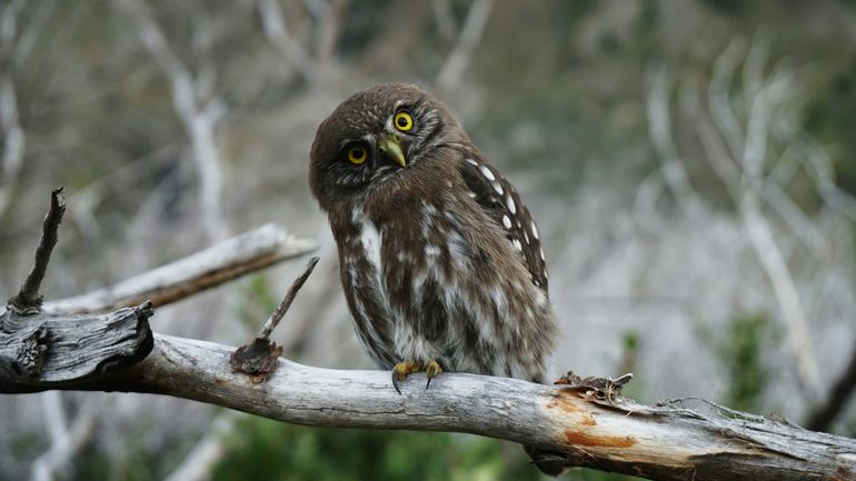 La minute insolite : le hululement d'un hibou fut longtemps interprété comme le signe d’une mort imminente La minute insolite : le hululement d'un hibou fut longtemps interprété comme le signe d’une mort imminente
