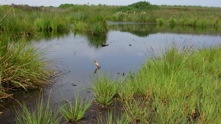 Investir dans la restauration de la nature, c’est rentable !