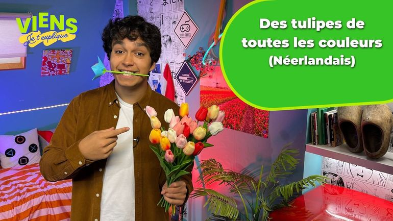 Découvre les tulipes colorées des Pays-Bas dans Viens, je t'explique : vocabulaire et quiz Découvre les tulipes colorées des Pays-Bas dans Viens, je t'explique : vocabulaire et quiz
