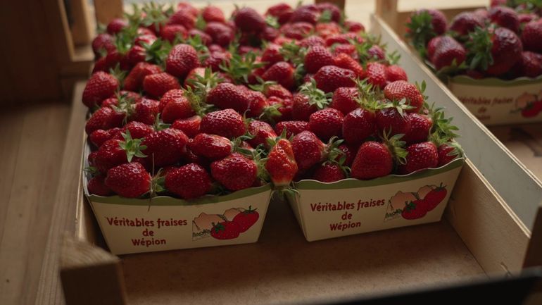 #Investigation : Fraises de Wépion, le choc des cultures
