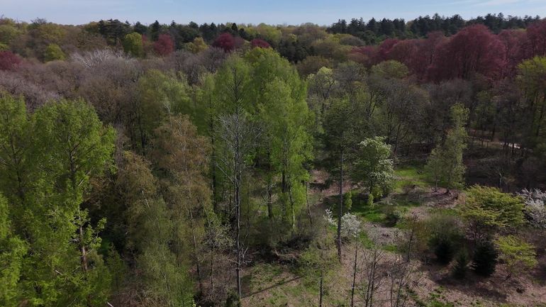 Fortes chaleurs : la prudence est de mise en forêt