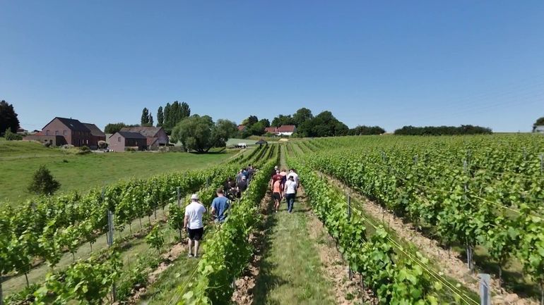 Dans le Brabant wallon, les Vino-Trips invitent à une immersion au cœur des vignobles... à vélo ! Dans le Brabant wallon, les Vino-Trips invitent à une immersion au cœur des vignobles... à vélo !