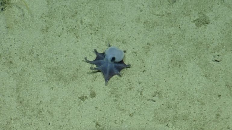 Découverte d'une nouvelle espèce de minuscule pieuvre bleue aux Galápagos