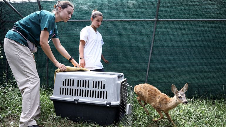 Chevreuils, crapauds, chauve-souris... En Gironde, des vétérinaires au chevet de la faune sauvage après le mégafeu
