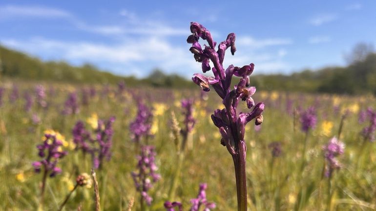 La Wallonie publie sa première "Liste rouge officielle des plantes indigènes" menacées