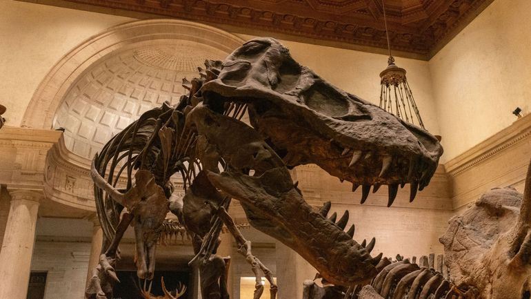La nostalgie des années 90 vaut des millions  même en os de dinosaure