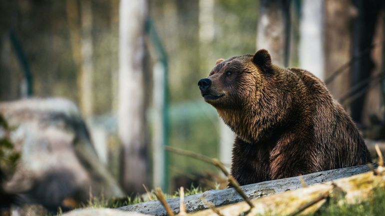 La minute insolite : un ours se retrouve coincé au sommet d’un poteau électrique