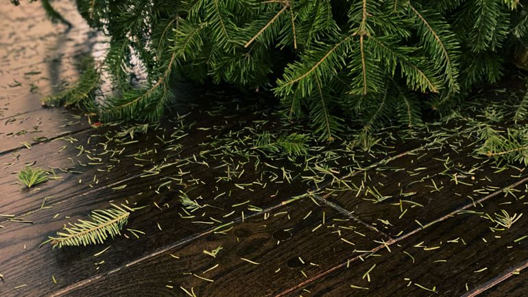Pourquoi les sapins de Noël perdent-ils leurs aiguilles ? Pourquoi les sapins de Noël perdent-ils leurs aiguilles ?