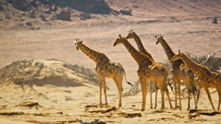 Documentaire "Mammifères, les conquérants de l’extrême": à la rencontre des maîtres de l’adaptation