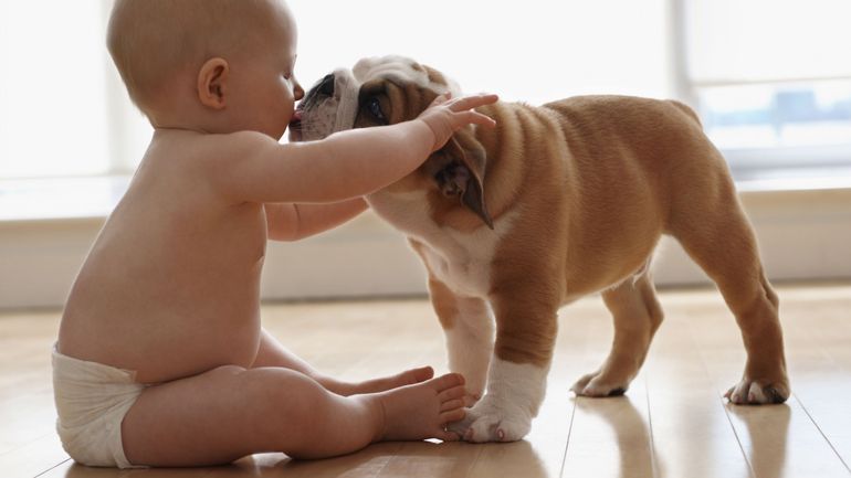 Pourquoi les chiens sont-ils bons pour la santé de nos bébés ? Pourquoi les chiens sont-ils bons pour la santé de nos bébés ?