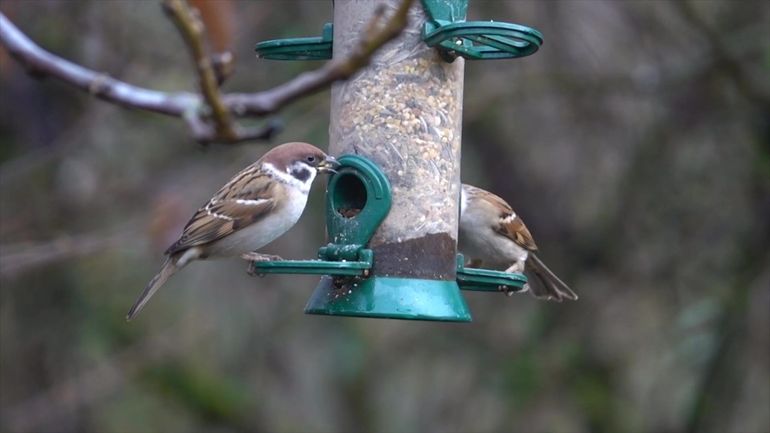 Comment bien nourrir les oiseaux en automne et en hiver ?