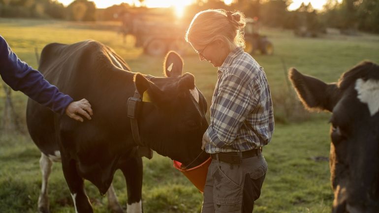En moins de 30 ans, la Belgique a perdu la moitié de ses fermes