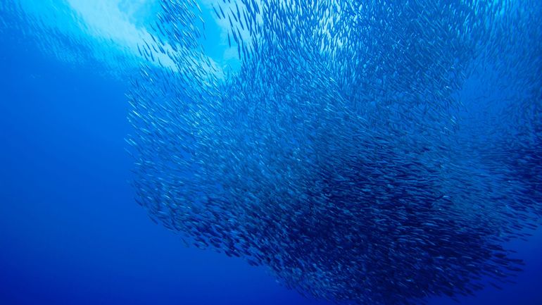 Les océans, la prochaine crise financière ? On est face aux "nouveaux subprimes" selon le Forum économique mondial