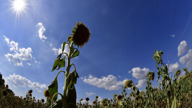 Peu de pluies à l'horizon : la sécheresse perdure avec des conséquences sur les captages d'eau potable et les cours d'eau