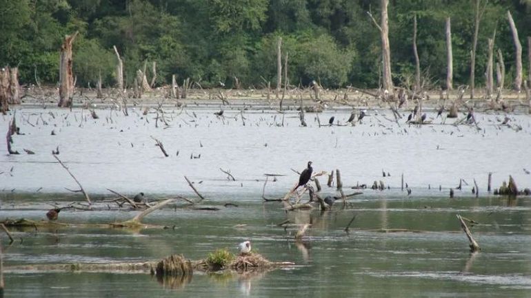 Marais d’Harchies : La Ligue Royale Belge de Protection des Oiseaux saisit les instances internationales pour mettre fin à un massacre