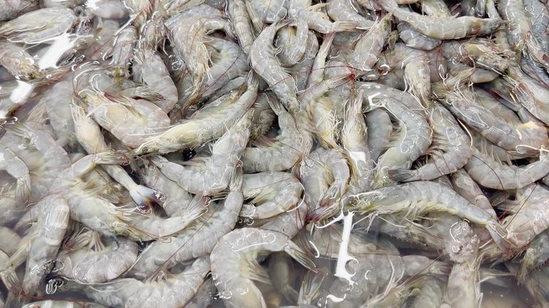 Un oeil sur demain : bientôt des gambas produites en Wallonie plutôt que dans des pays tropicaux ?