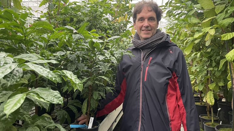 Jardin botanique de Meise : une espèce congolaise de caféier sauvage redécouverte après plus d'un demi-siècle