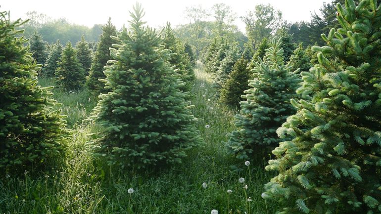 Sapin naturel ou artificiel : lequel est vraiment le plus écologique ?