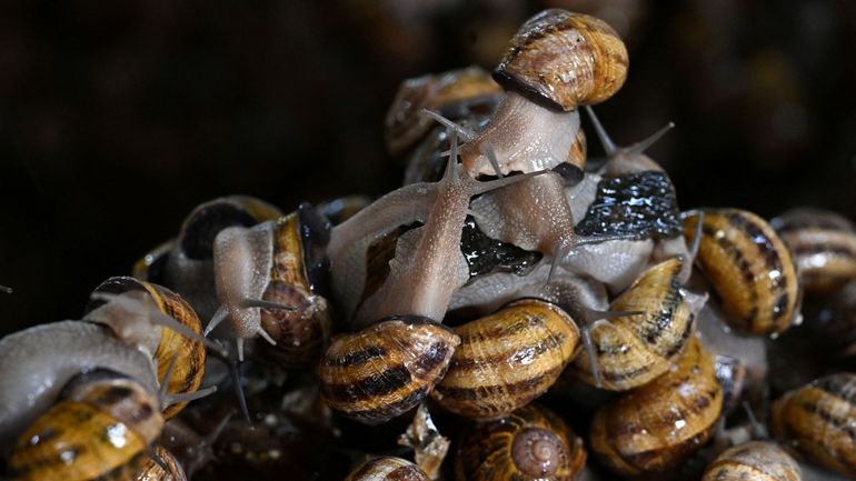 Des escargots de vigne volés dans une exploitation française pour un montant estimé à près de 100.000 euros Des escargots de vigne volés dans une exploitation française pour un montant estimé à près de 100.000 euros