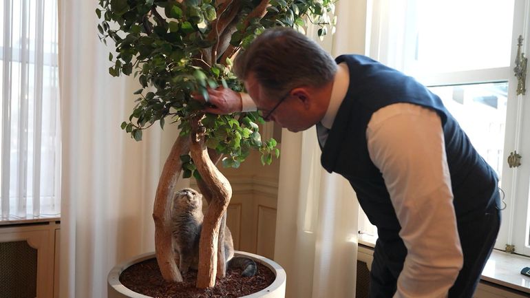 Maximus Ier, roi du 16 rue de la Loi