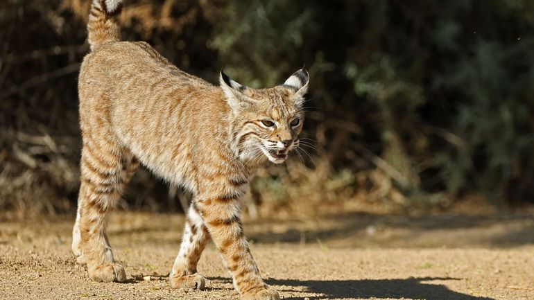 France : une Alsacienne jugée pour avoir tué un lynx afin de défendre sa poule