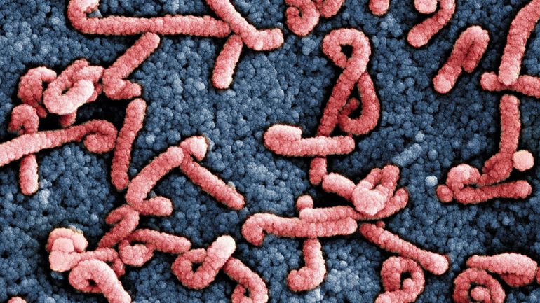 L'Ethiopie confirme l'apparition d'une épidémie du virus de Marburg