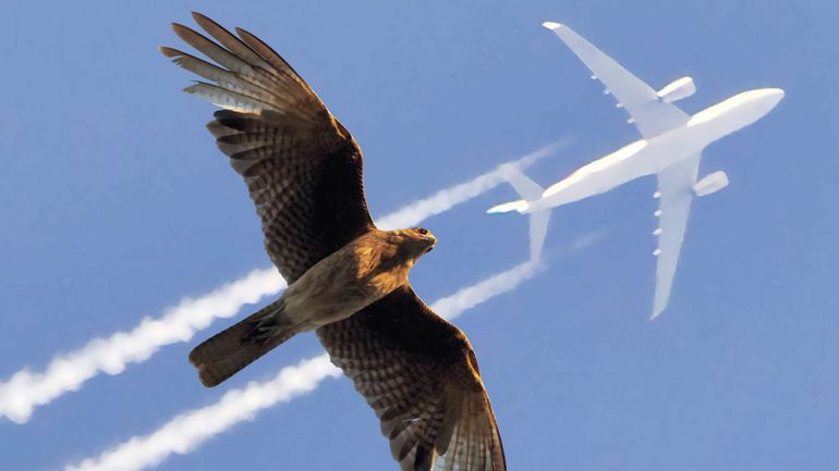 Gagne tes places pour l'exposition “Flight” au Musée des Sciences naturelles avec AUVIO KIDS Gagne tes places pour l'exposition “Flight” au Musée des Sciences naturelles avec AUVIO KIDS