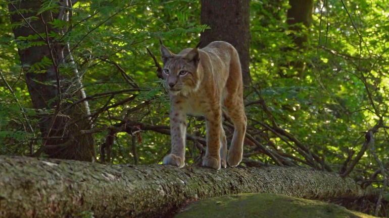 Parc national de la Vallée de la Semois : quelles solutions pour protéger les animaux de l’activité humaine ? Parc national de la Vallée de la Semois : quelles solutions pour protéger les animaux de l’activité humaine ?