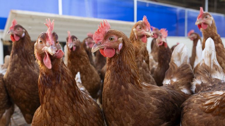Un cinquième foyer de grippe aviaire détecté dans le Limbourg Un cinquième foyer de grippe aviaire détecté dans le Limbourg