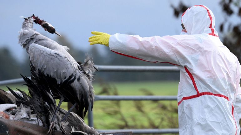 Un premier cas de grippe aviaire H5N détecté chez un homme aux Etats-Unis