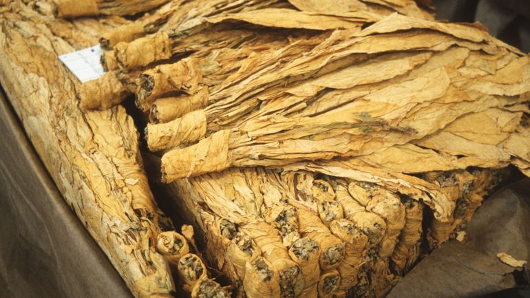 Le tabac "Semois" : fin de la filière commerciale à cause de l’Europe