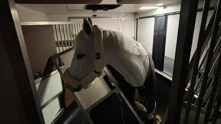 Un cheval de compétition pris dans un accident sur la E42 à Spy Un cheval de compétition pris dans un accident sur la E42 à Spy