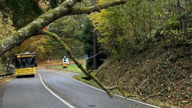 La tempête Benjamin abat une centaine d’arbres en province du Luxembourg