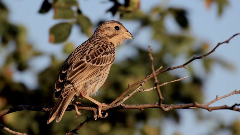 Oiseaux des champs : des solutions concrètes face au manque de nourriture en hiver