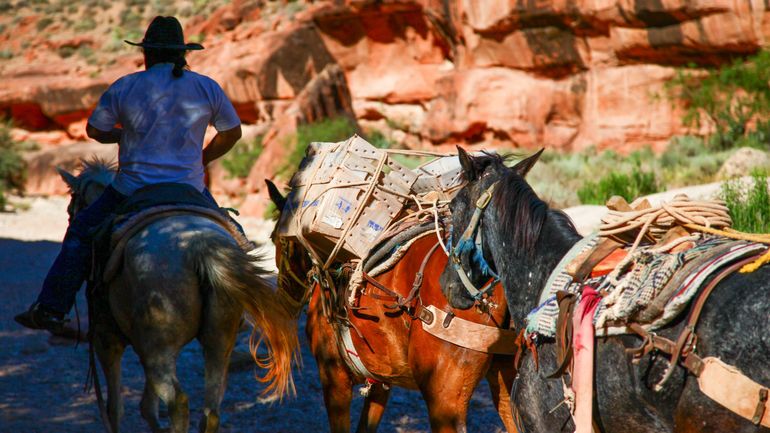La minute insolite : la poste américaine utilise encore des mulets pour livrer le courrier dans le Grand Canyon