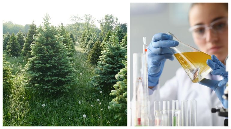 Des chercheurs de Gembloux développent une alternative aux herbicides chimiques pour les sapins de Noël