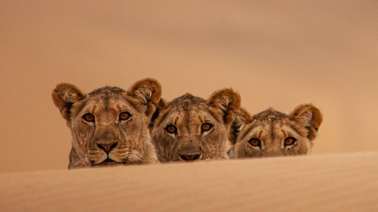 Le Jardin Extraordinaire : les lions de la Côte des Squelettes, une histoire de survie incroyable