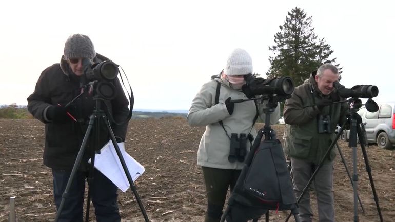 Quels oiseaux peuplent les jardins de la région de Wallonie-Bruxelles ? Le Grand Recensement publie ses premiers résultats