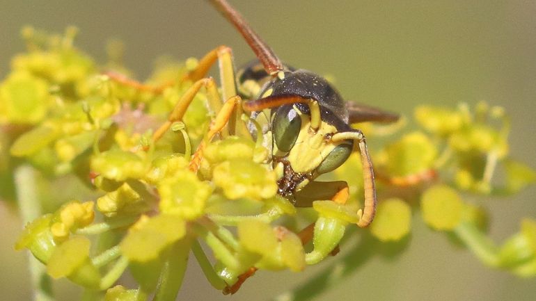 La photo extraordinaire : Moi bigleux ?