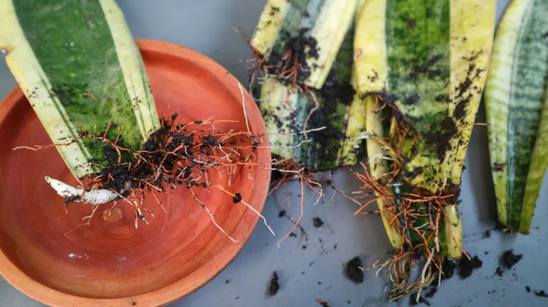 garden plant supports GreenStalk Plant Support
