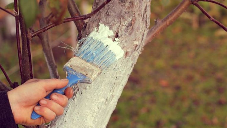 Badigeonner les troncs des arbres fruitiers en hiver pour des arbres sains au printemps Badigeonner les troncs des arbres fruitiers en hiver pour des arbres sains au printemps